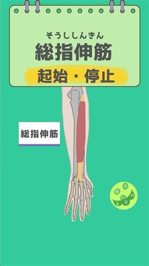 【鍼灸国家試験対策】総指伸筋の起始・停止｜解剖学ワンポイント #Shorts
