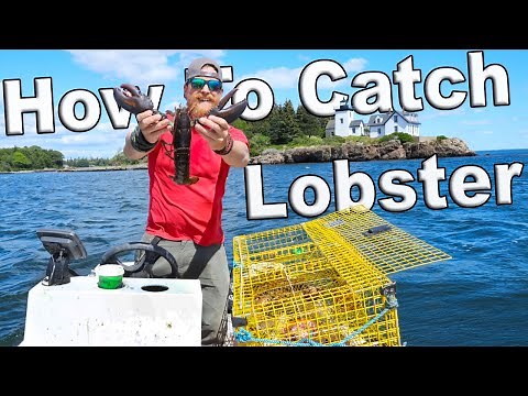 How To Catch Lobsters In Maine (I Bought A Boat Episode 3)