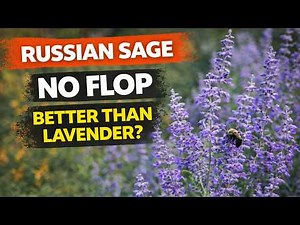 Russian Sage That DOESN’T FLOP (Better Than Lavender?) | Plant of the Week