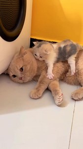 💞💞💞 | Cat World