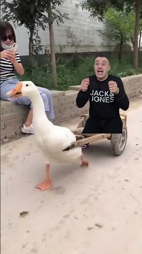 البطة البطة 🦢 | Duck duck 🦢
