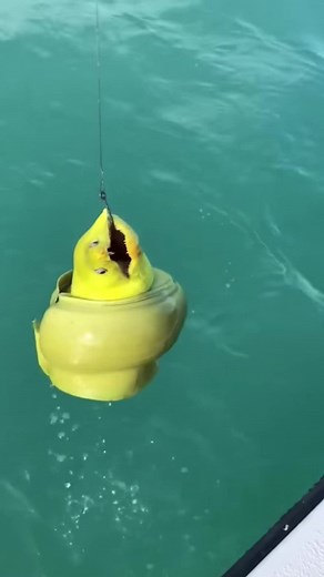 Moray eels are real “Alien Creature!!!” 😱😱😱#fish #fyp #fishing #foryou