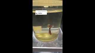 Rescuing a Betta Fish – Watch Its Incredible Recovery