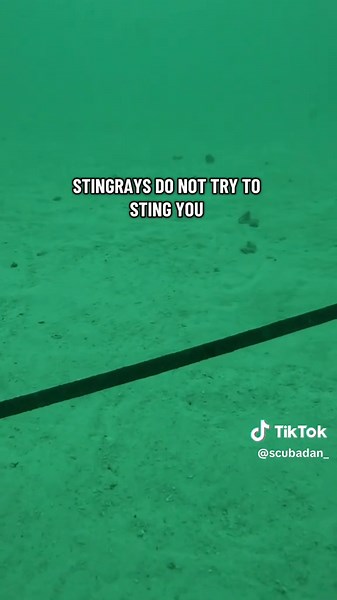 Understanding Stingray Defense Mechanisms