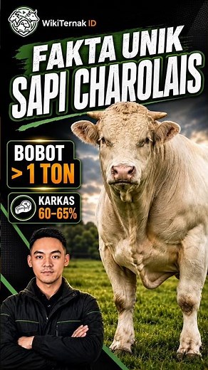 Charolais Cattle Weighing 1 Ton++ | Unique Facts About Giant Beef Cattle - The Best Qurbani Cow? ...