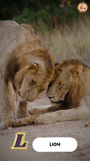 ABC Predator Animals Song - Part 2: I to Q - #singing & #learning #abcd together