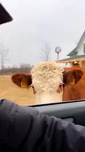 An unexpected visit from a curious cow turns an ordinary moment into pure joy. #reel | Jameson’s World