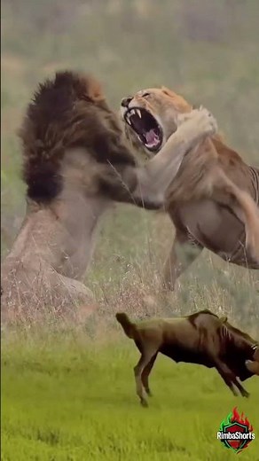 Male Lions Fighting While a Lioness Secures the Prey