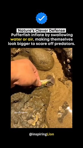 Forcing fish to inflate causes harm and stress—this should never be done to protect marine life. ❤️ The pufferfish uses an incredible natural defense to survive. When threatened, it quickly swallows water or air to puff up its body, appearing larger and more intimidating to predators. This unique survival trick protects it from danger without a fight, showing how even the smallest creatures have powerful ways to stay safe. ✅ Pufferfish inflate by gulping water in the ocean or air if taken out of