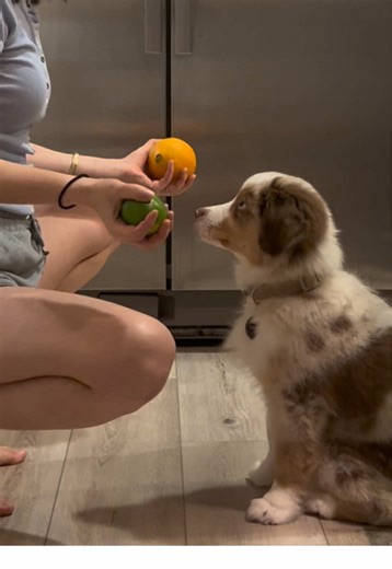 Engaging Mini Aussie Puppy Mental Stimulation Activities