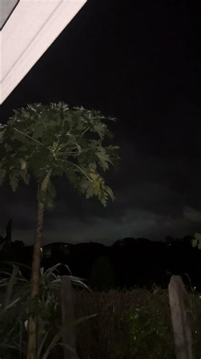 🐸 Relaxing Forest Night Sounds with Frogs and Crickets for Better Sleep 🌙