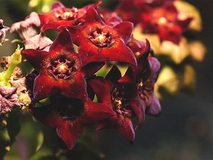 Caralluma fimbriata: propiedades, beneficios y efectos secundarios