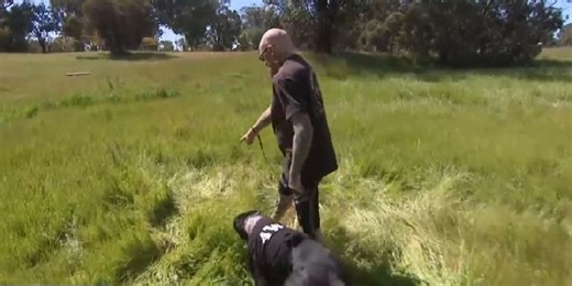 Pinjarra family left devastated after stranger stabs dogs during walk