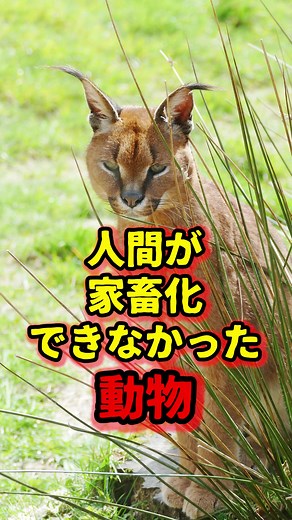 カラカル：家畜化できなかった動物とは？