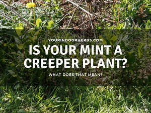 Is Mint a Creeper? What Are Those Runners? | Your Indoor Herbs and Garden