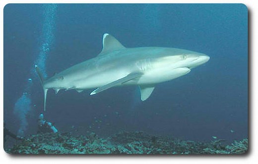 Learn Interesting Shark Facts About The Silvertip - Shark Sider