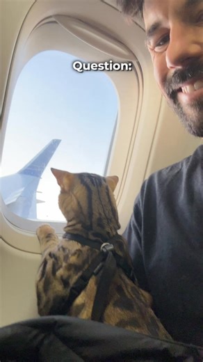 They asked me about poop... I'm just the messenger... If you don't like it, go to the next video... if you are curious, the link to the portable litterbox is in the comments :) | outdoorbengal