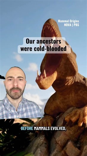 NOVA | PBS on Instagram: "Warm-bloodedness in mammals didn’t arise overnight 🩸Over millions of years and through shifting climates, the gradual rise in our ancestors’ body temperatures became a powerful evolutionary advantage. #mammals #evolution"