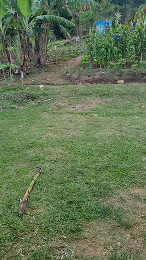 Aberdeen High School Agriculture Science Student | We Had Won The School Farm Competition Last Year | We have entered this year | Let's see if we can win again | Part 1 | 4H School Farm Competition | 1 Aberdeen High School 🏫 #school #farming #4h #jamaica #2024trends #aberdeen #HighSchool #KTV | Conrod Griffiths