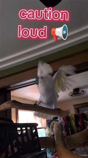 Robin & Furby on Instagram: "Sometimes #furbythebirb is #loud"