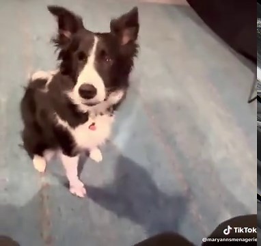 So Indi Bindi Windi Lindi Dindi never ceases to amaze with her #bitchesmatchingpitches skil! #dog #singing #love #animals