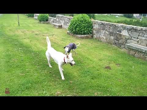 Perros jugando en el parque