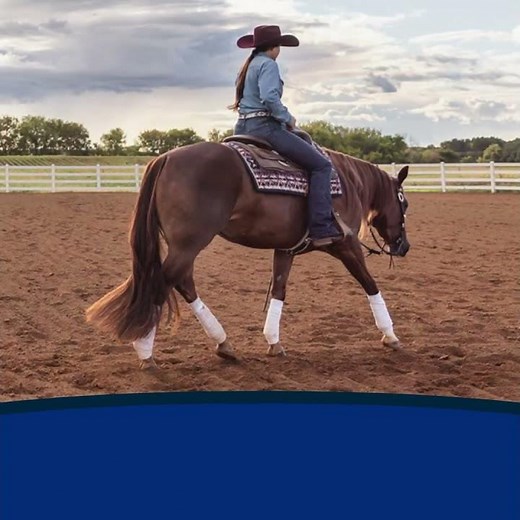 Repel-X Fly Spray Insecticide and Repellent