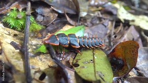 Firefly female (like Phausis), locally called kelip-kelip. Mountain cloudy forest, hylea in Malaysia, Borneo, hill Gunung Kinabalu