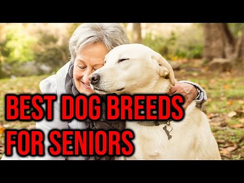 10 Best Dog Breeds For Seniors/ Elderly People/Amazing Dogs