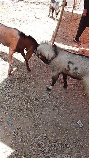 Angry Goats #animals #pets #goat #goats #sheep #goatfight #bakra #funny #fyp #furious #shorts #dumba