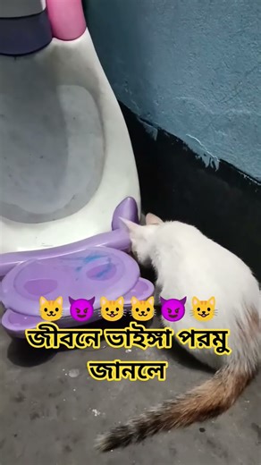 😺😈😺😈😺 জীবনে ভাইঙ্গা পরমু জানলে 😺😈 #funny #catvideos #shortvideo #cat #viral #trending