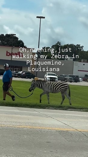 Oh, nothing, just walking my ZEBRA in Plaquemine, Louisiana. #zebra #louisiana #plaquemine | Victory Over Louisiana Violence