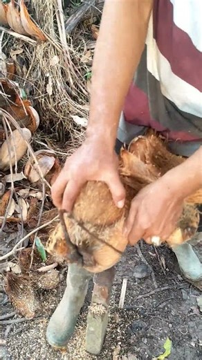 A simple and easy way to peel a coconut