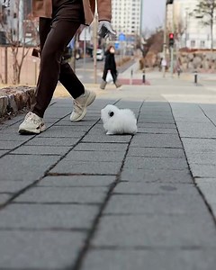 So adorable .. ❤️🧸 * * - - - #pomeranian #pomdog #pompom #pom #puppy #dogstagram #doggosbeingdoggos #doglove #pomskysofinstagram #dogandcat #vancitydogs #spitzpomeranian #dogsoflondon #pomeranianfan #pomeranianmale #doglover #pomeranianpartycolor #dogloversfeed | Pomeranian lover the world