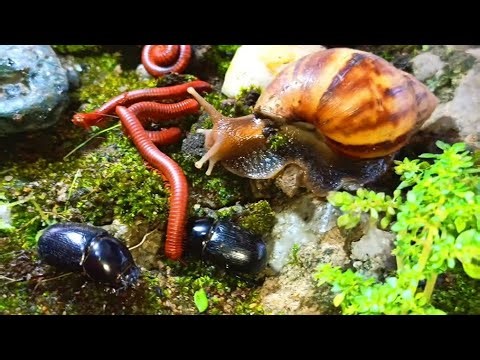 Peaceful Moments with a Millipedes , Snails and rhino beetle meeting #wildlifeencounter