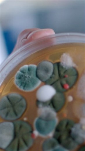 Make the most of your days without worrying about spores. Dyson purifiers are scientifically proven to reduce exposure to airborne mould – so you can enjoy the good times, not the fungus. #DysonMY | Dyson