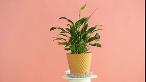 9 Packs 12 Inches Large Clear Plant Saucers for Indoor Outdoor Use Heavy Duty Plastic Plant Trays for Planter Flower Pot Drip Trays to Catch Water, 4 to 20 Inch, Round Transparent