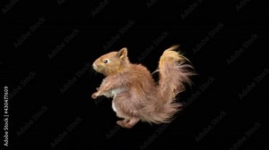 squirrel Dance CG fur. 3d rendering, animal realistic CGI VFX, Animation Loop, composition 3d mapping cartoon, Included in the end of the clip with Alpha matte.