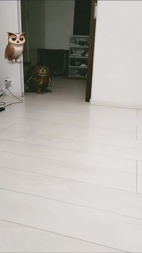 Cute Owl Walking in The Room ❣️❣️❣️ | Awesome Owls
