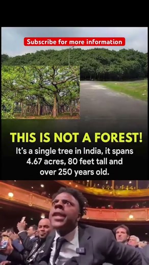 World’s Biggest Tree? 🤯 Spans 4.67 Acres in India #india #tree #shorts #shortfeed