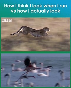 We weren't blessed with natural agility... | BBC One