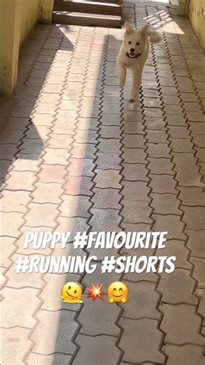Puppy#running#favouriteplayer 🙊🧏🏻😍🤩
