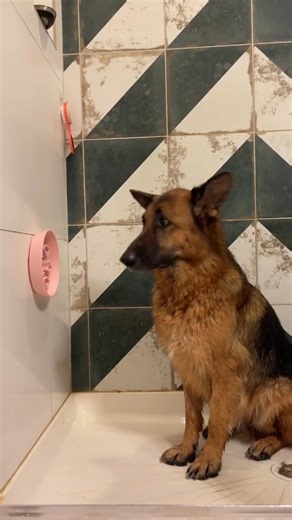 118K views · 2.4K reactions | My dog’s bath time routine #germanshepherd #dog #doggrooming #bathroutine #bath #grooming #funny #fyp #fypシ #fypシ゚viral #dogsoftiktok #dogbath #asmr | Rock the Gsd. | Facebook