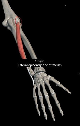 extensor carpi ulnaris muscle with origin insertion Nerve supply actions |#upperlimbanatomy