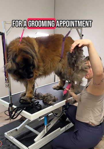 Grooming Two Leonbergers for a Fresh Look
