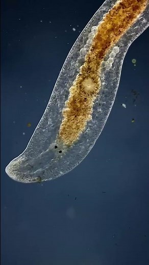 Flatworms are the COOLEST! #microscope #science
