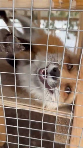 What does a happy fox sound like? This!