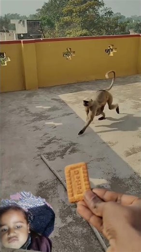 monkey shouting #funny #bandar #monkey #monkeyvideo#monkey #funny #monkey #langur