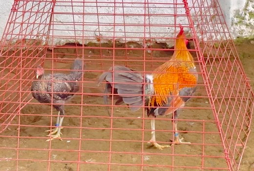 23K views · 401 reactions | Bakasyon Mode; Trio Gator Dom 朗 | JML FARMS Bacolod | Facebook