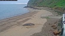Surveillance video shows pair throwing rocks at seal at Marin County beach